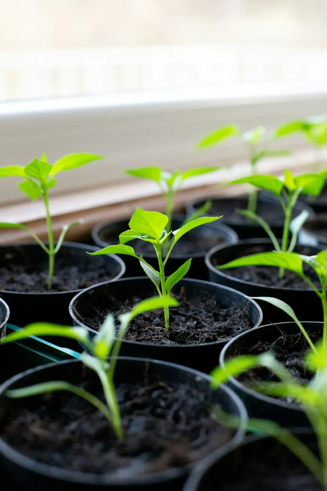 Basil: The High-Reward Favorite (Image Credits: Unsplash)