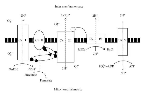 Why the Emetic Toxin Is So Deadly (Image Credits: Wikimedia)