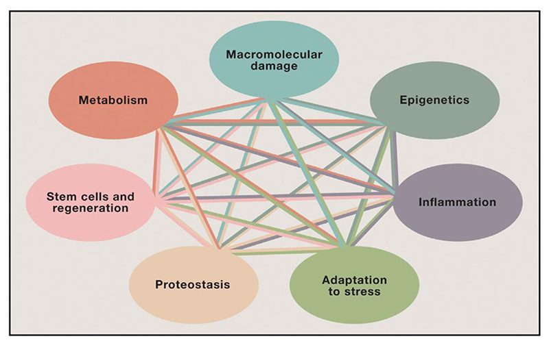 Psychological Stress: The Mind-Body Connection to Premature Aging (Image Credits: Wikimedia)