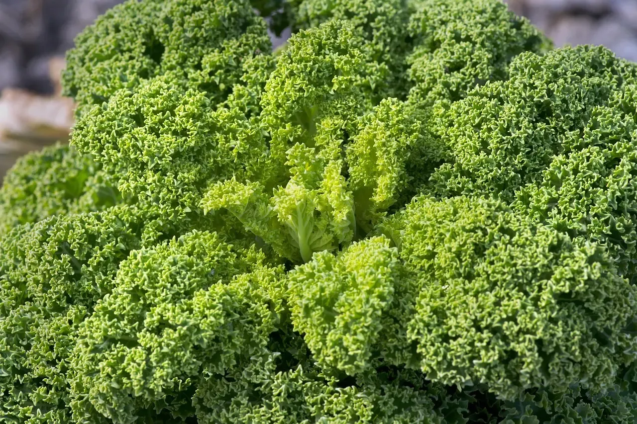 3. Kale: Arguably the Most Nutrient-Dense Vegetable for Heart Health (Image Credits: Pixabay)