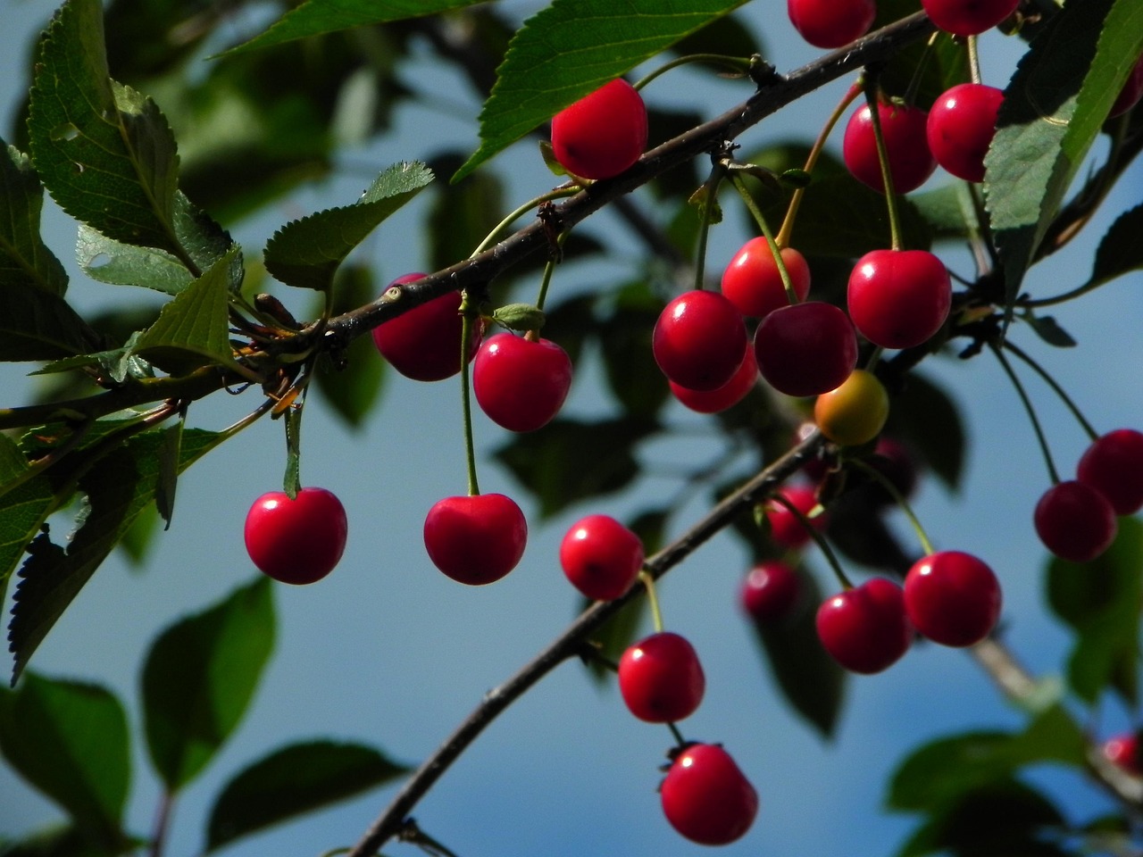 Stone Fruits: Summer's Sweet Gems (image credits: pixabay)