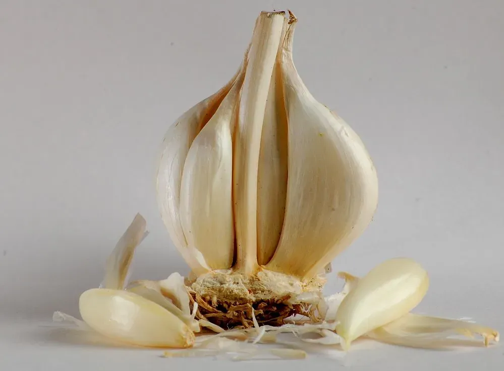 6. Garlic: More Than Just a Kitchen Staple (Transferred from ml.wikipedia to Commons by Sreejithk2000 using CommonsHelper., CC BY 3.0)