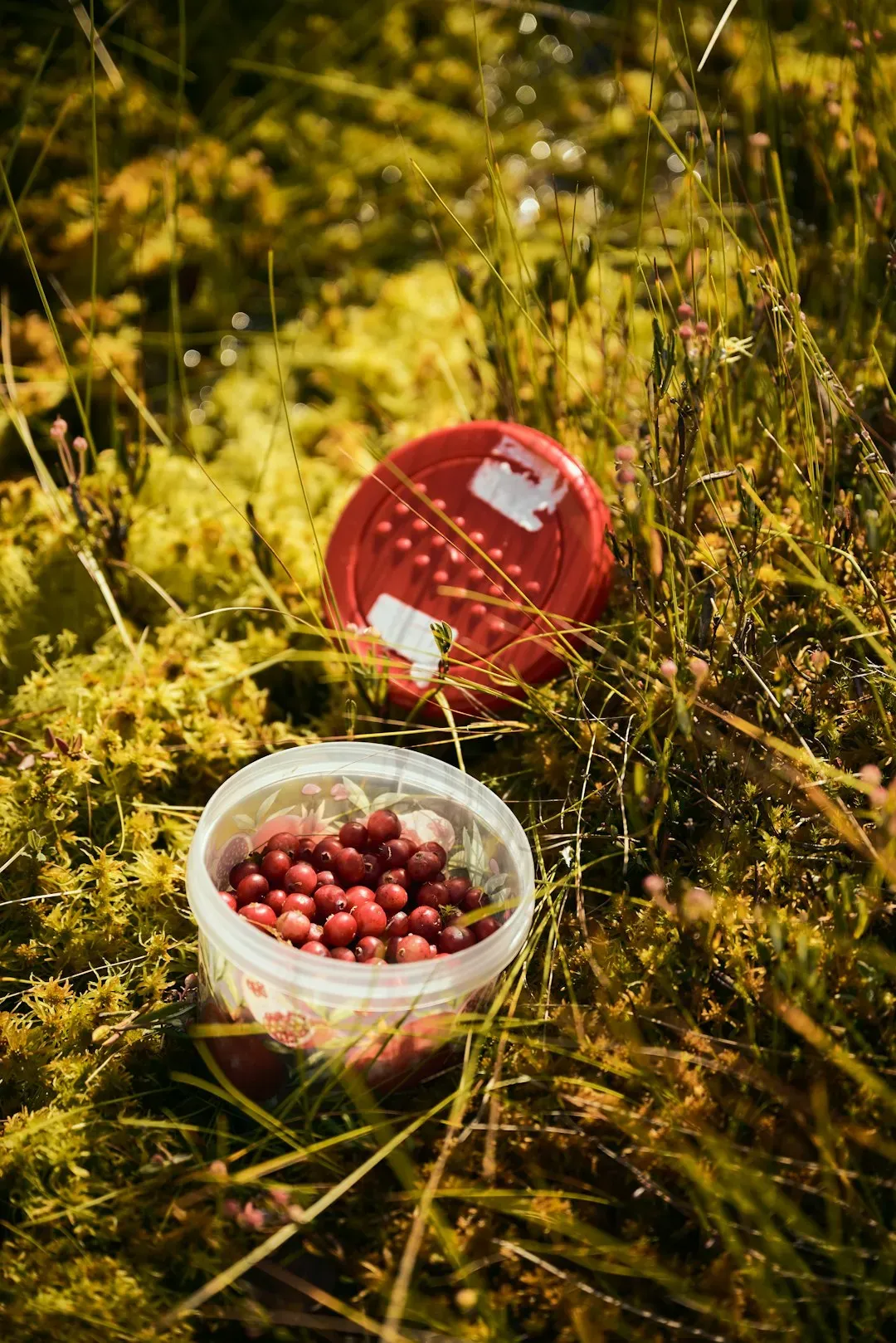 10. Cranberries (Image Credits: Unsplash)