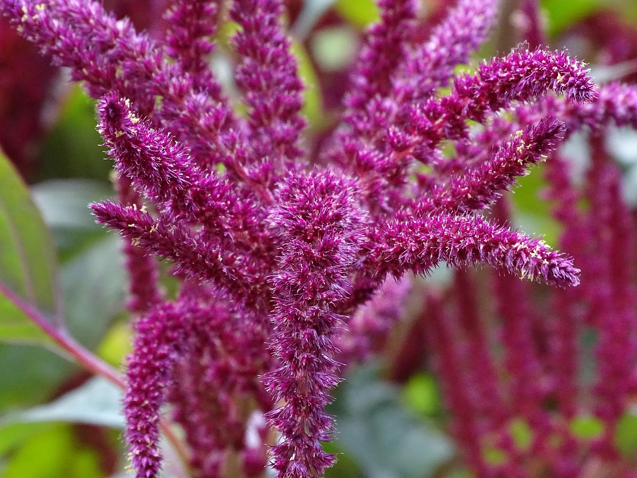 Amaranth: The Aztecs' Food of Immortality (image credits: pixabay)