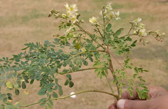1. Moringa: The Ancient "Miracle Tree" That Modern Science Is Finally Catching Up To (By J.M.Garg, CC BY-SA 3.0)