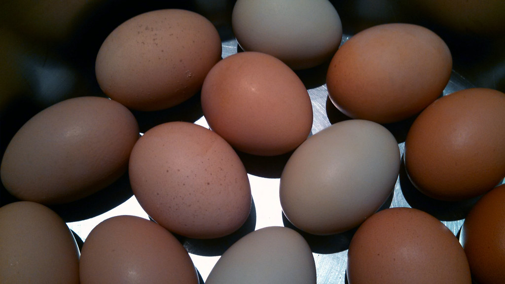 The Protein-Packed Powerhouses (image credits: flickr)