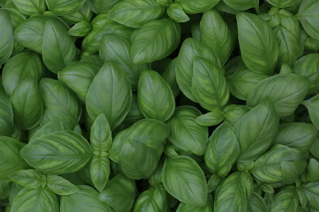 Fresh basil turns simple dishes fragrant (Image Credits: Unsplash)
