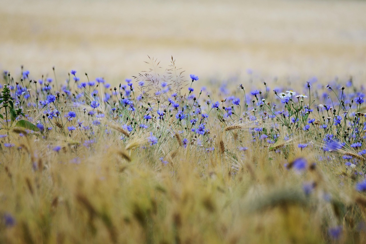 Climate Heroes: Why Ancient Grains Are Saving Agriculture (image credits: pixabay)