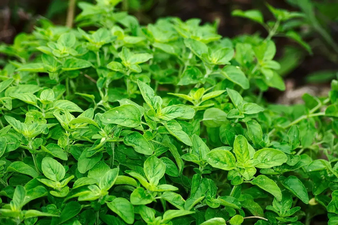 Oregano: A Mediterranean Staple That Adapts Well Indoors (Image Credits: Pixabay)