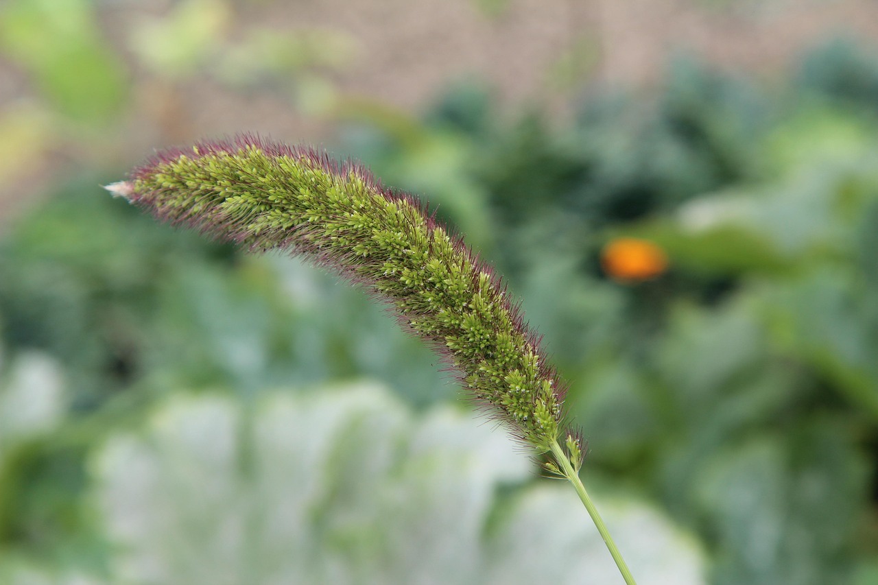 Millet Experiences Explosive Market Growth Beyond All Expectations (image credits: pixabay)