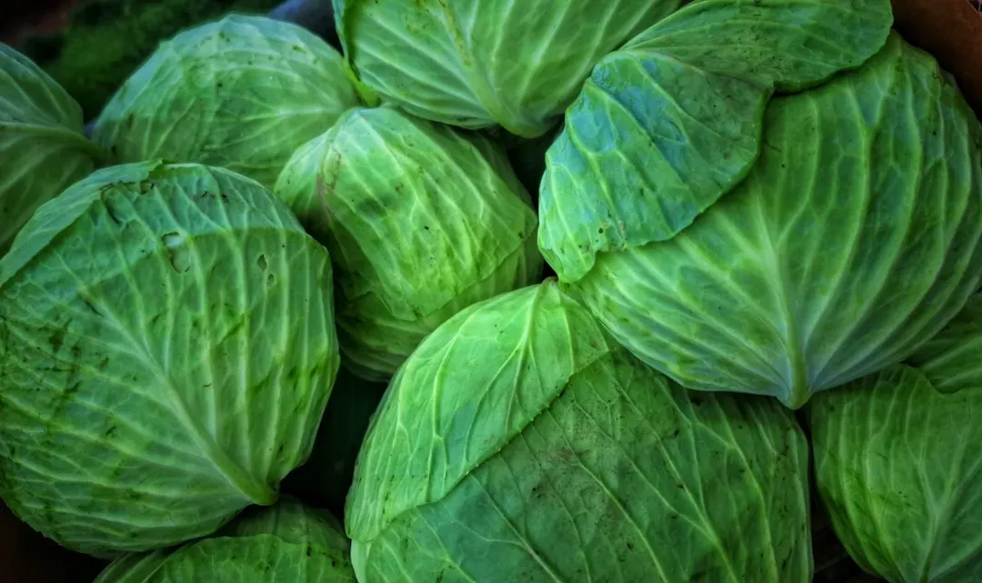 9. Cabbage: Overlooked, Underpriced, Outrageously Nutritious (Image Credits: Unsplash)