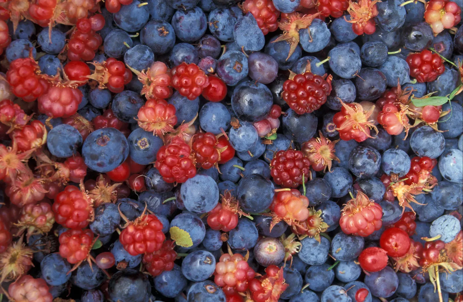8. Berries and Soft Fruits (Image Credits: Wikimedia)