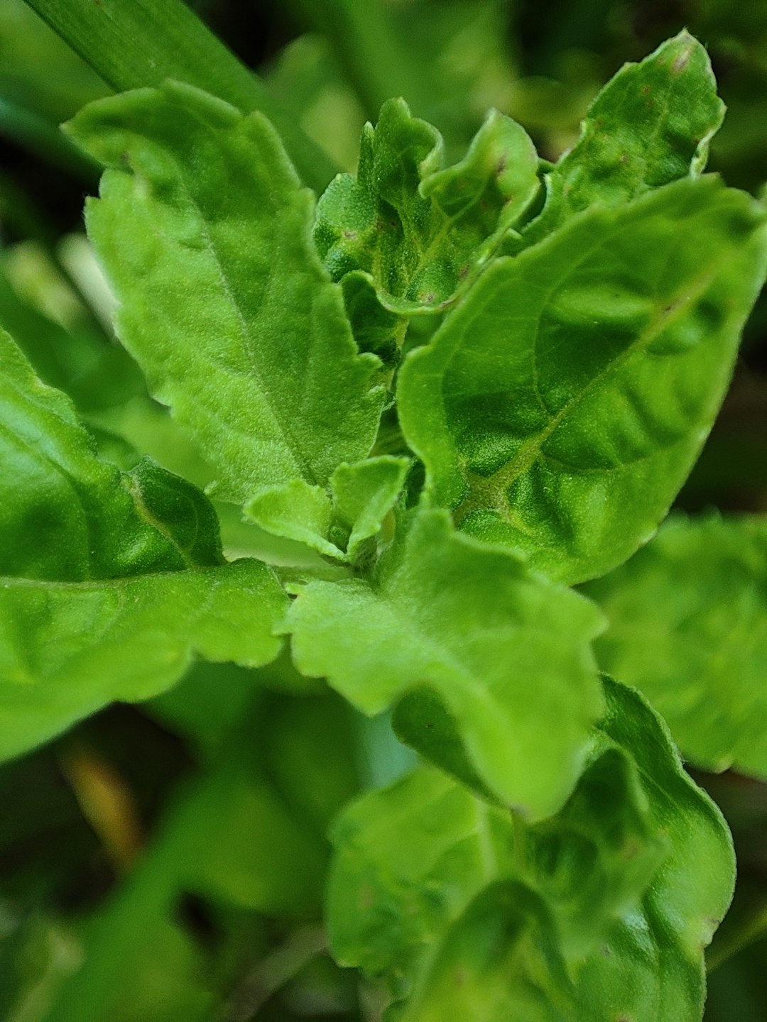 Spinach - Iron Absorption Superstar (image credits: unsplash)
