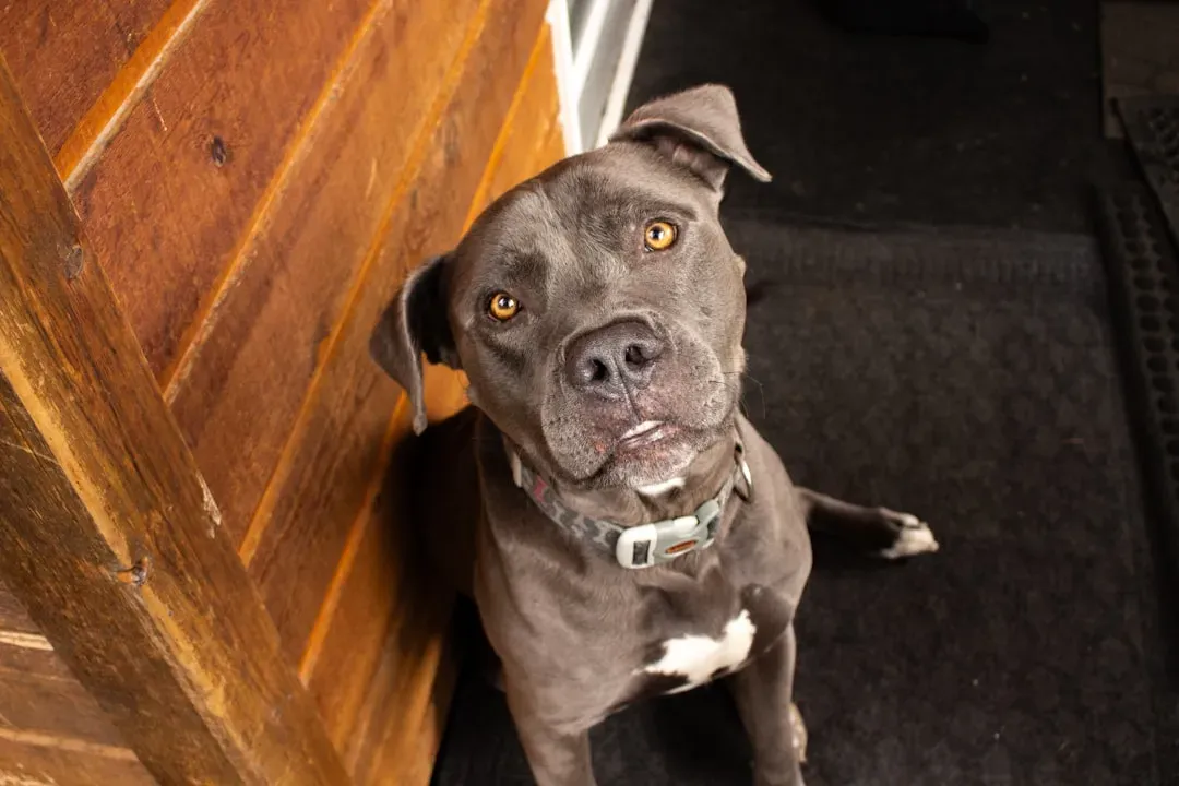 American Pit Bull–Type Dogs: High Injury Severity and Heated Debate (Image Credits: Unsplash)