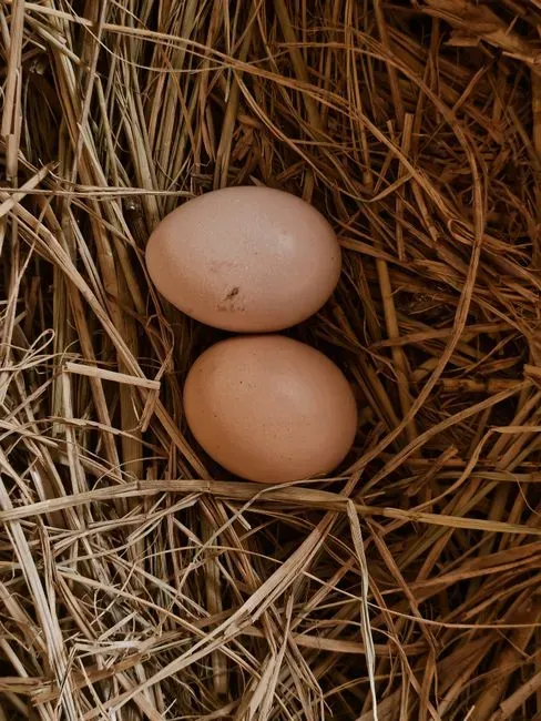 Farm fresh eggs bring richer flavor to basics (Image Credits: Pexels)