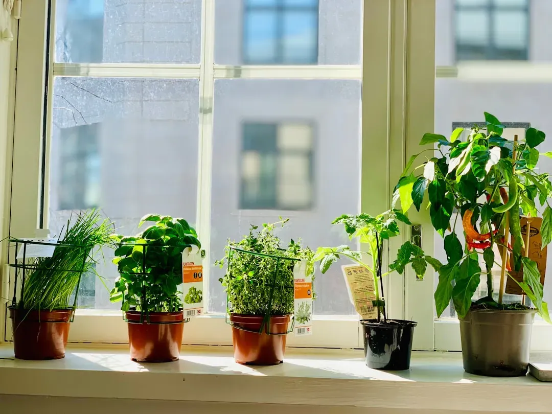 Choosing the Right Window and Getting the Light Right (Image Credits: Unsplash)
