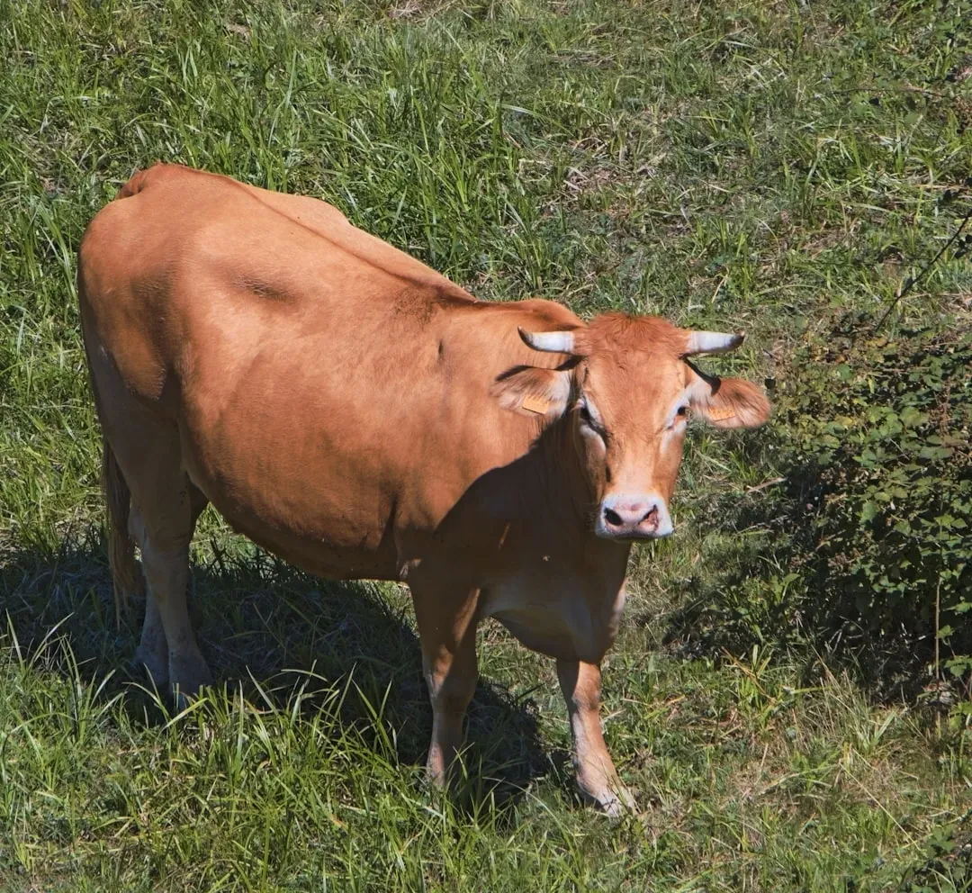 Growth Hormones in Dairy Boost Milk Production (Image Credits: Unsplash)