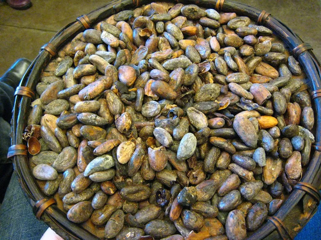 5. Cocoa and Chocolate: West Africa's Climate Crisis Hits Your Pantry (Image Credits: Flickr)