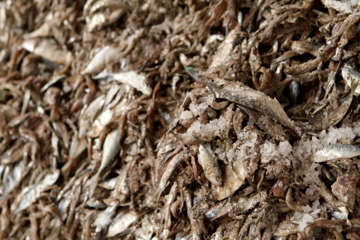 Anchovies Top the Most Hated List (Image Credits: Wikimedia)