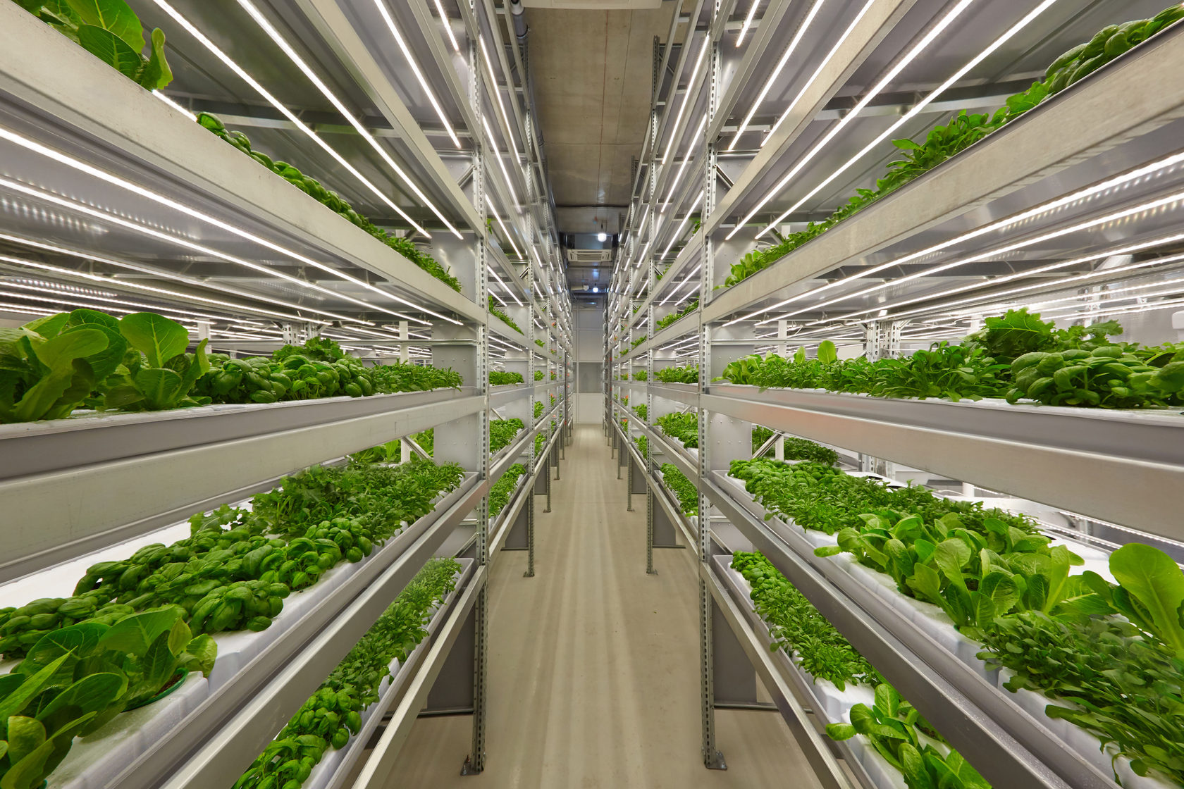 Vertical Farming Reaches Profitability Breakthrough (image credits: wikimedia)