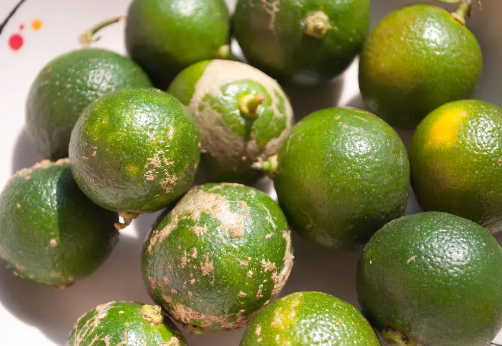 8. Calamansi: The Citrus You Didn't Know You Were Missing (rbe_1878, Flickr, CC BY 2.0)