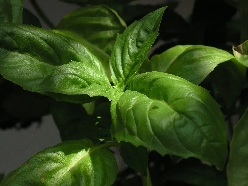 8. Basil and Fresh Herbs: Cold Turns Them Black Overnight (Image Credits: Wikimedia)