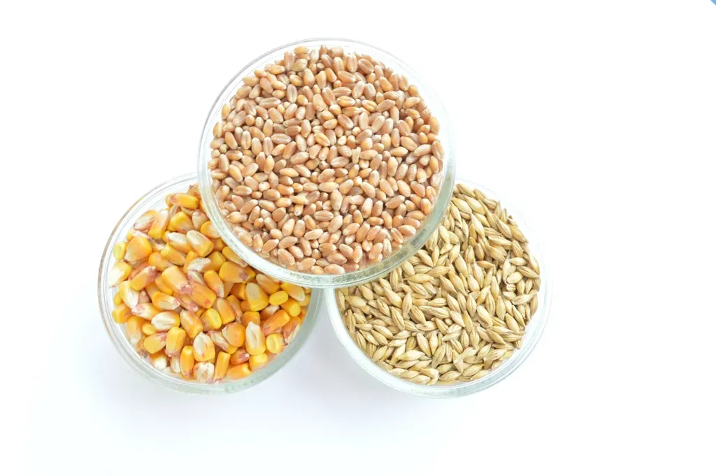 9. Whole Grains - Steady Fuel for a Protected Mind (Image Credits: Rawpixel)