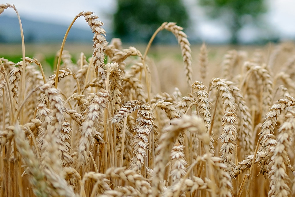 Diabetes Defense Through Smart Carbohydrate Choices (image credits: flickr)