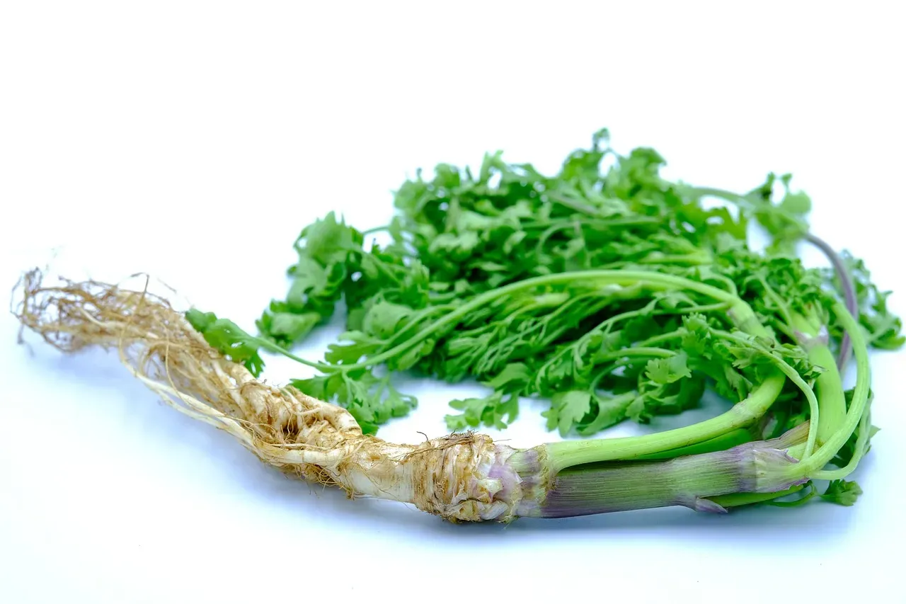 Throwing Away Cilantro Stems Is a Food Waste Problem We Should Take Seriously (Image Credits: Pixabay)