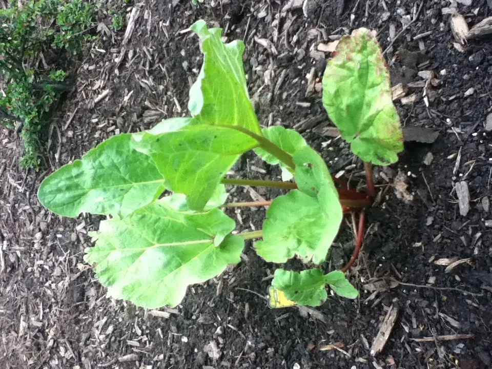 Rhubarb Leaves: The Garden Killer (Image Credits: Wikimedia)