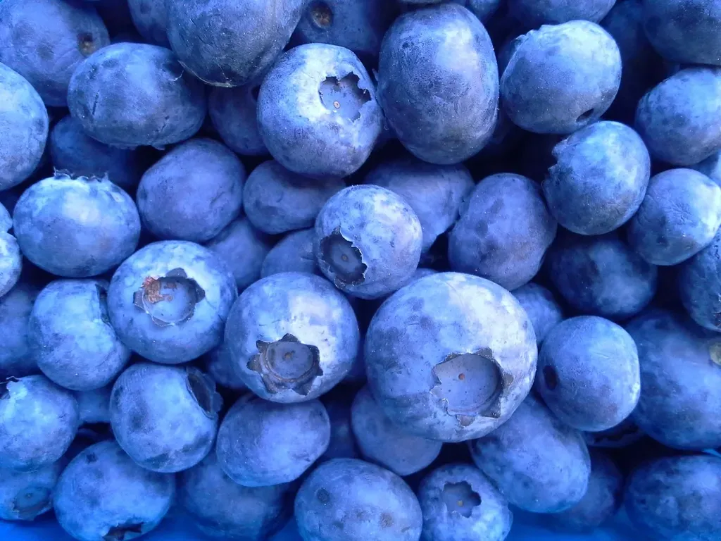 1. Blueberries - Tiny Berries with a Big Brain Impact (Image Credits: Rawpixel)