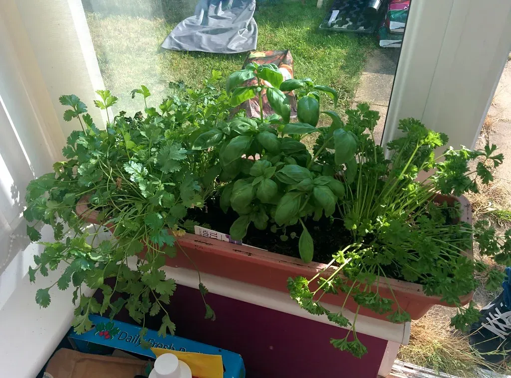 Parsley: Reliable, Versatile, and Underrated (Miia Sample, Flickr, CC BY-SA 2.0)
