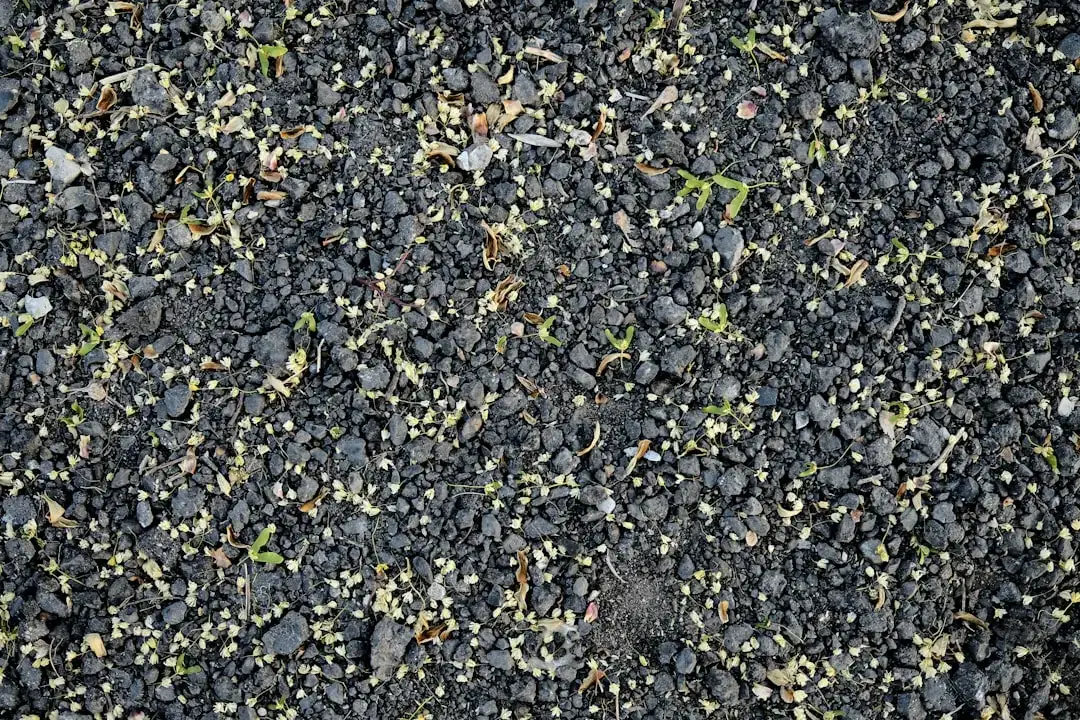 5. Weeds That Have Gone to Seed (Image Credits: Unsplash)