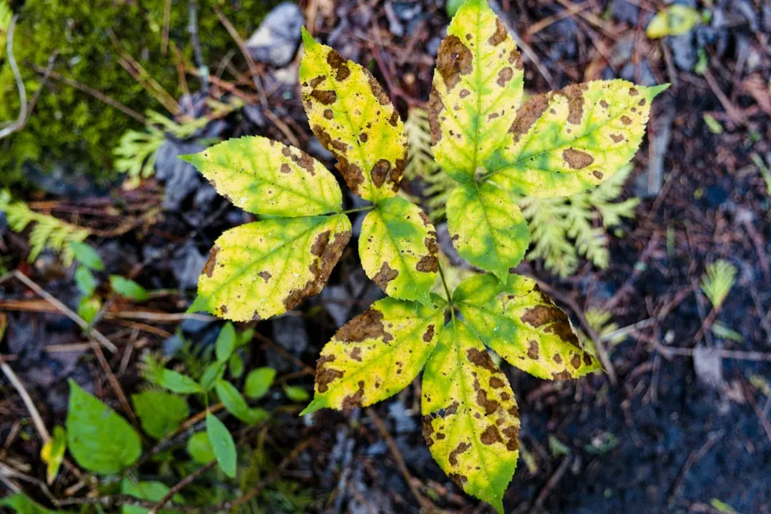 4. Diseased Plants (Image Credits: Unsplash)