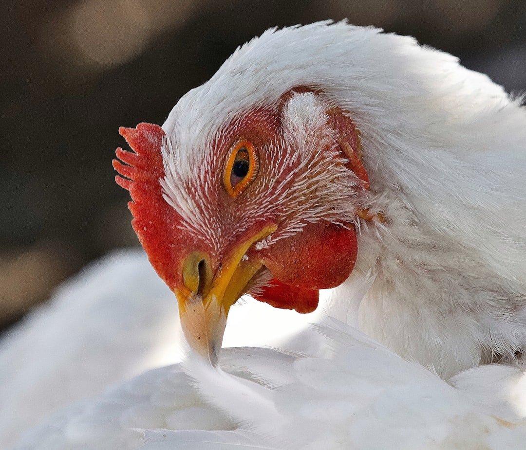 Government Response to Avian Flu Emergency (image credits: unsplash)