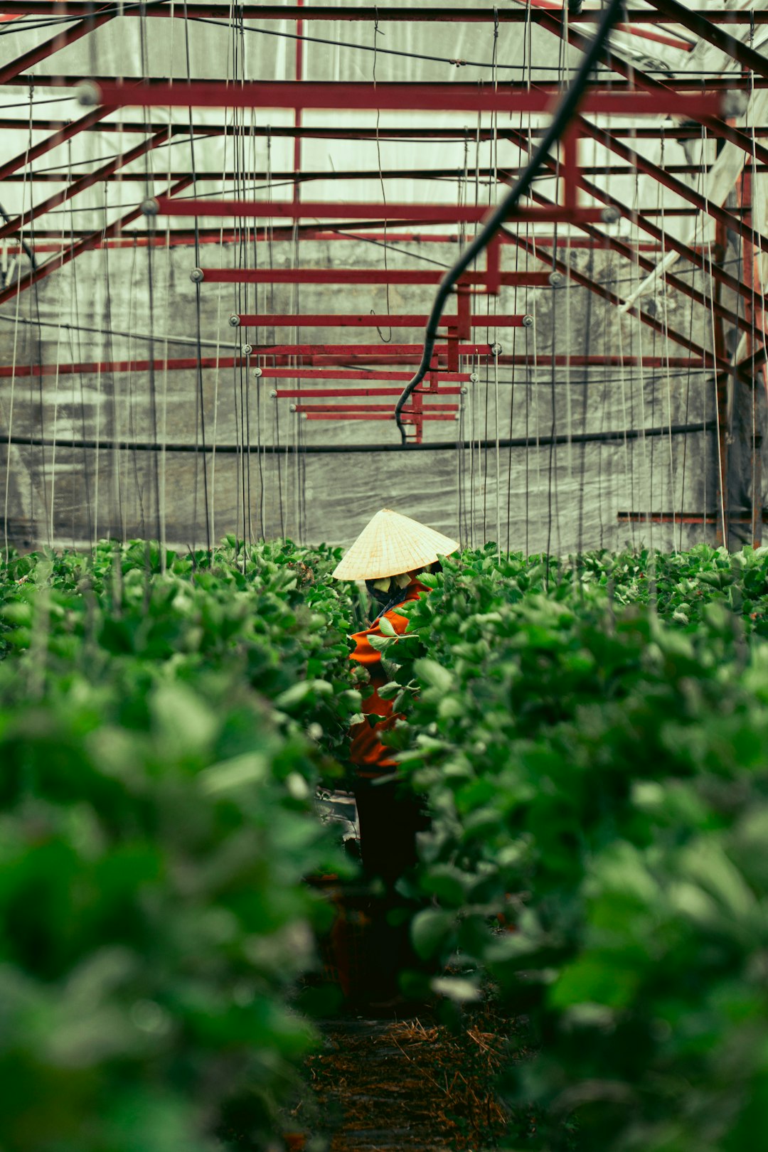 Investment and Financial Innovation Support Sustainable Food (image credits: unsplash)