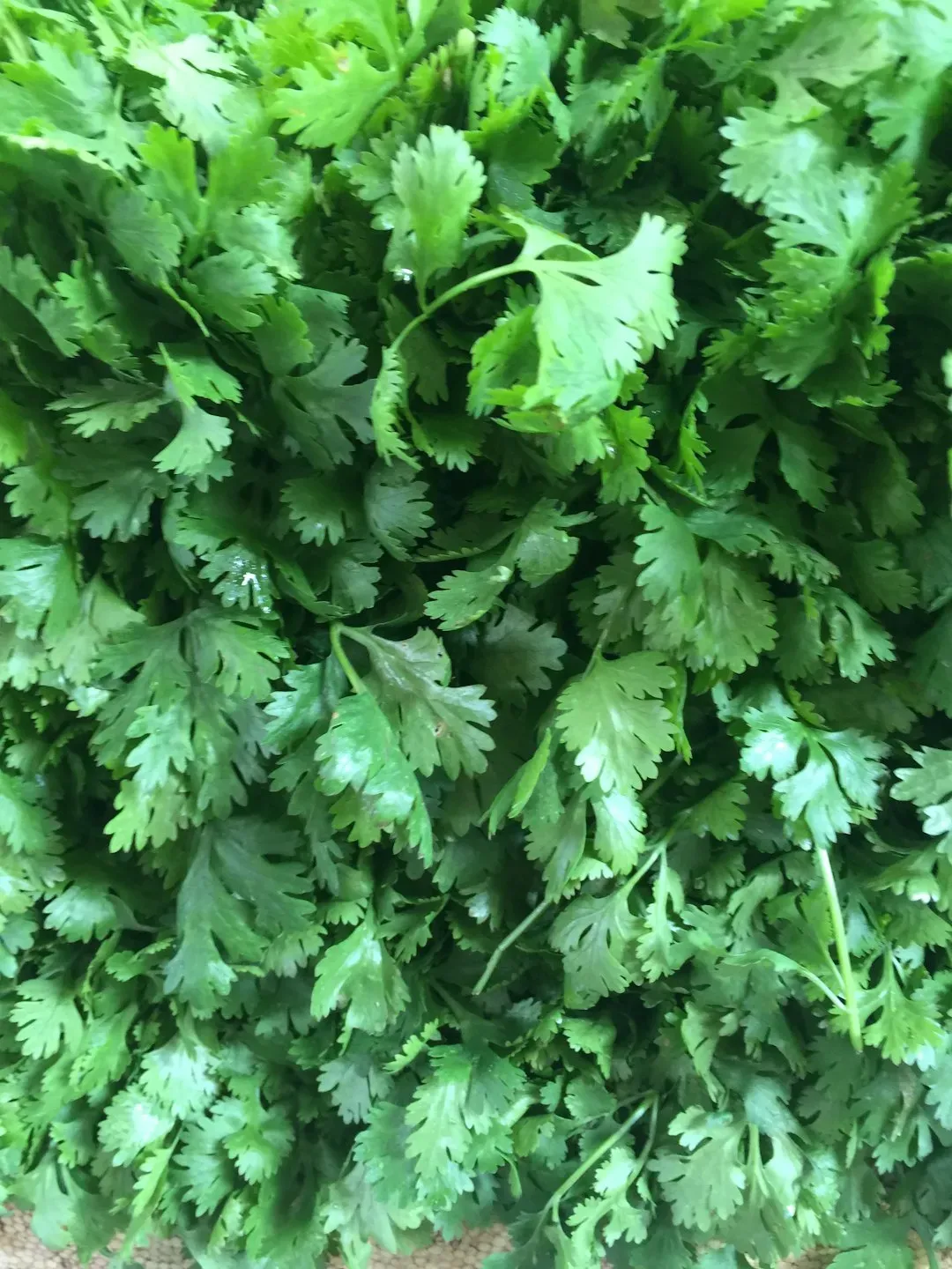 5. Cilantro: It Genuinely Tastes Like Soap to Some (Image Credits: Unsplash)
