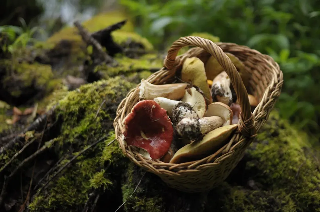 Foraging: The Original Farm-to-Table Movement (Image Credits: Unsplash)