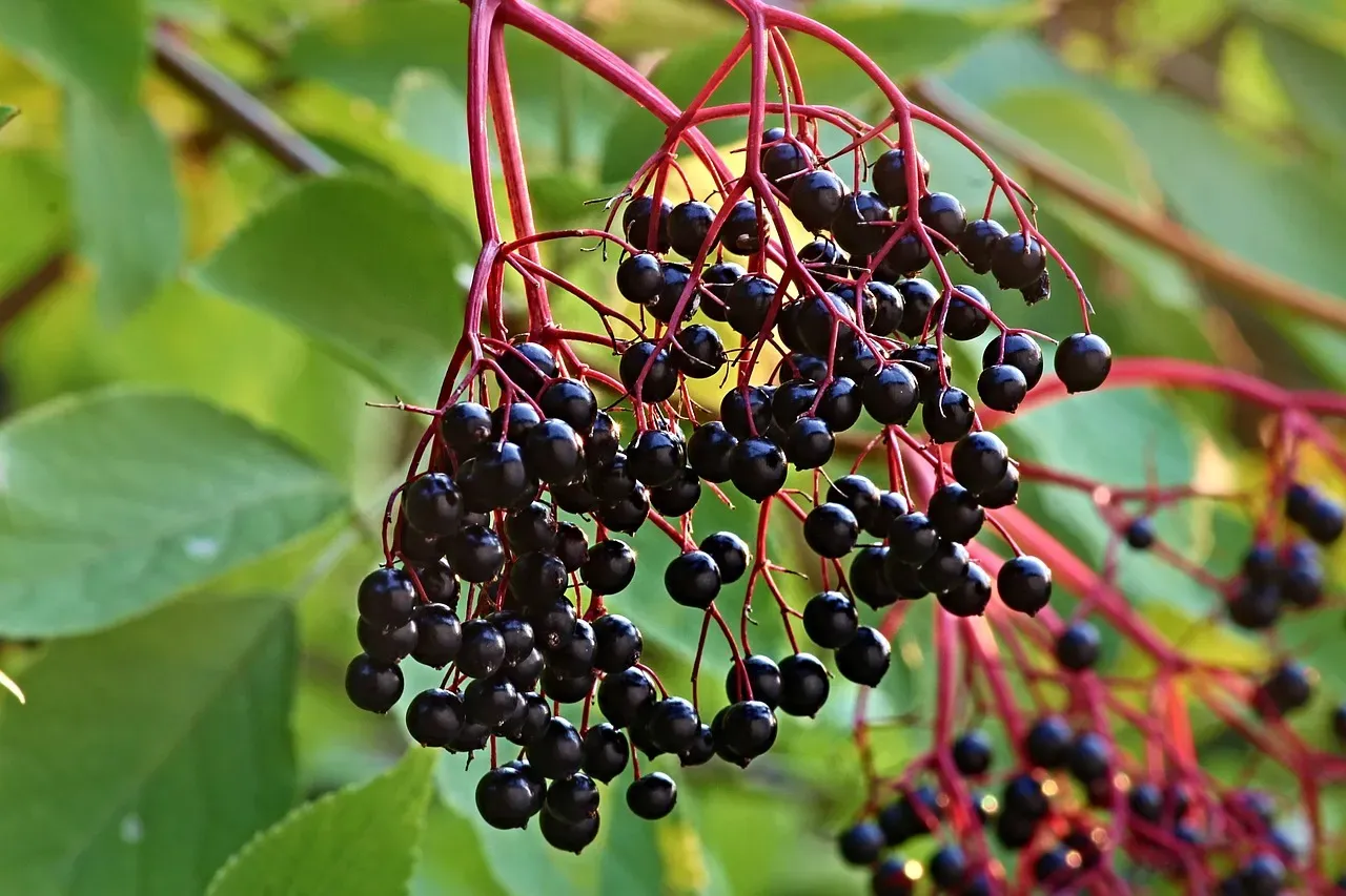 Elderberries: The Backyard Hazard (Image Credits: Pixabay)