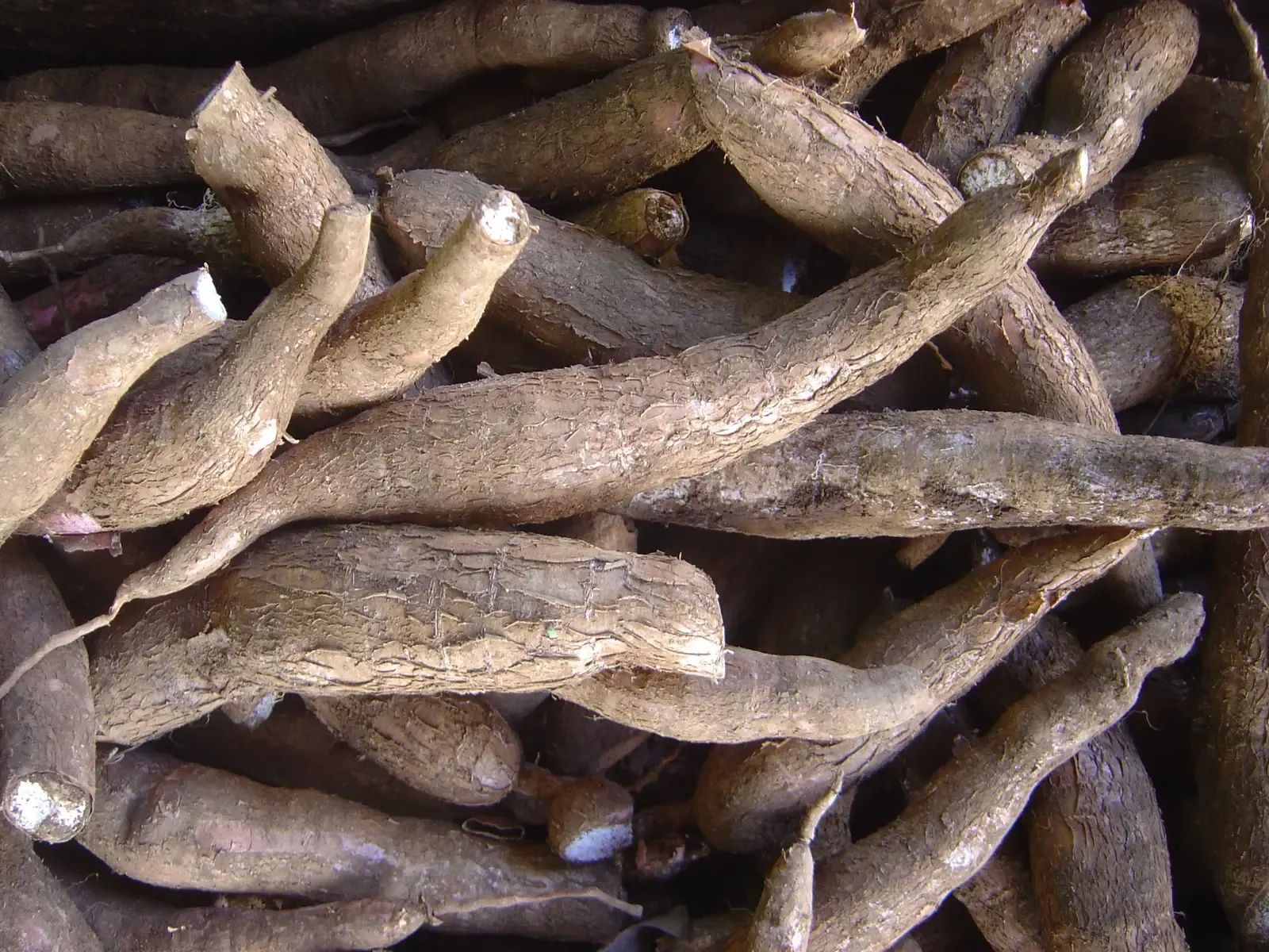 Cassava: The Staple That Hides Cyanide (Image Credits: Wikimedia)