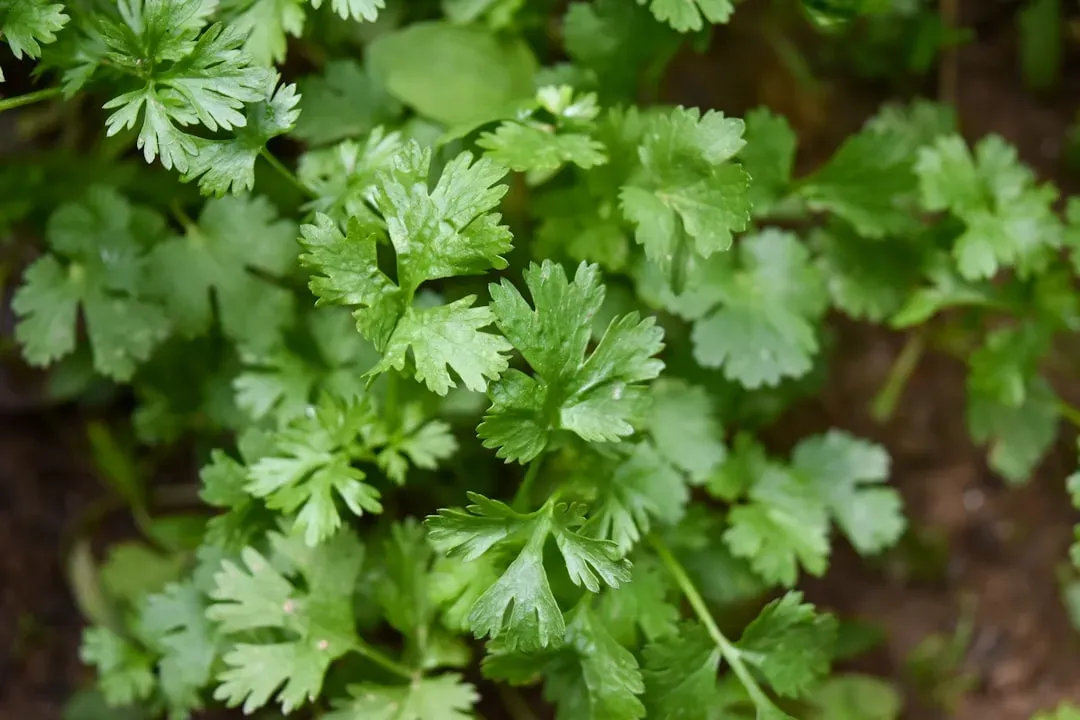 Cilantro: Fast, Flavorful, and Worth the Challenge (Image Credits: Unsplash)