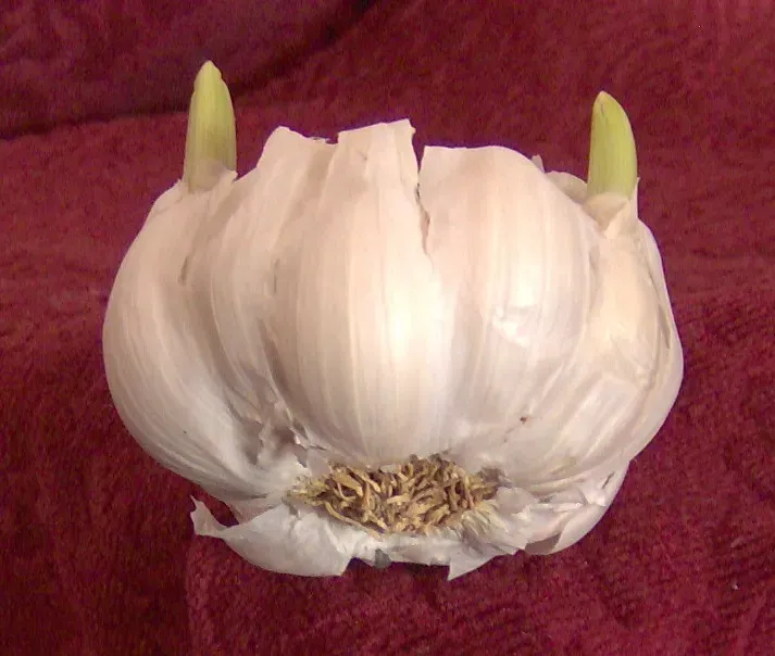 3. Garlic: Cold, Wet, and Suddenly Sprouting (Image Credits: Wikimedia)