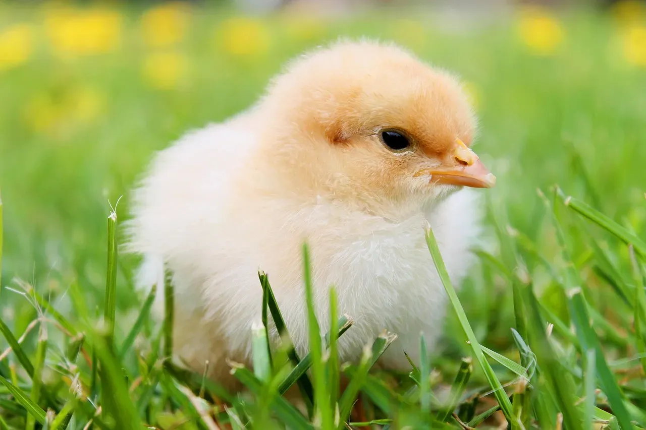 Chlorinated Chicken Solves a Hygiene Problem the Wrong Way (Image Credits: Pixabay)