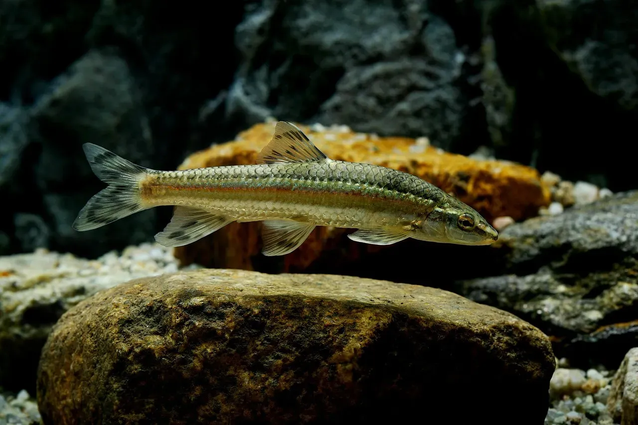 Pisces: The Dreamer Grounding Into the Present (Image Credits: Pixabay)