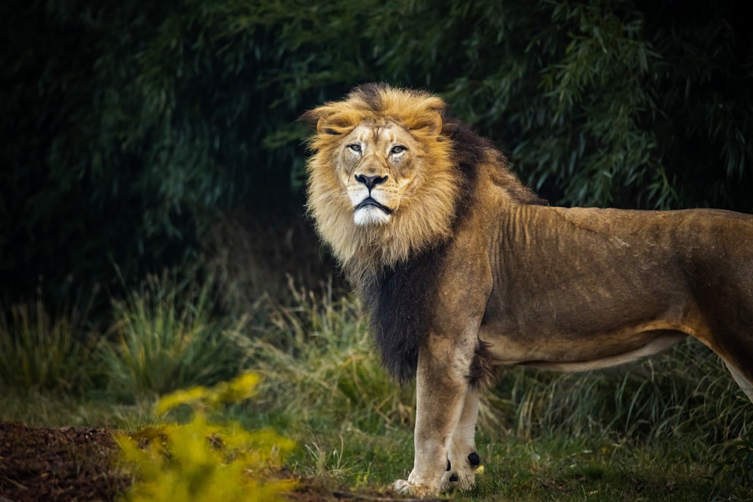 Leo: Embracing Their Natural Leadership Journey (Image Credits: Unsplash)