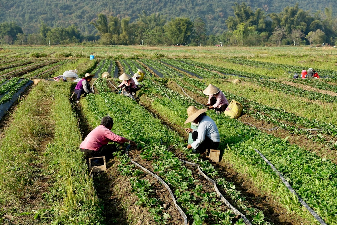 Agricultural Transformation and Farm Recovery (image credits: unsplash)