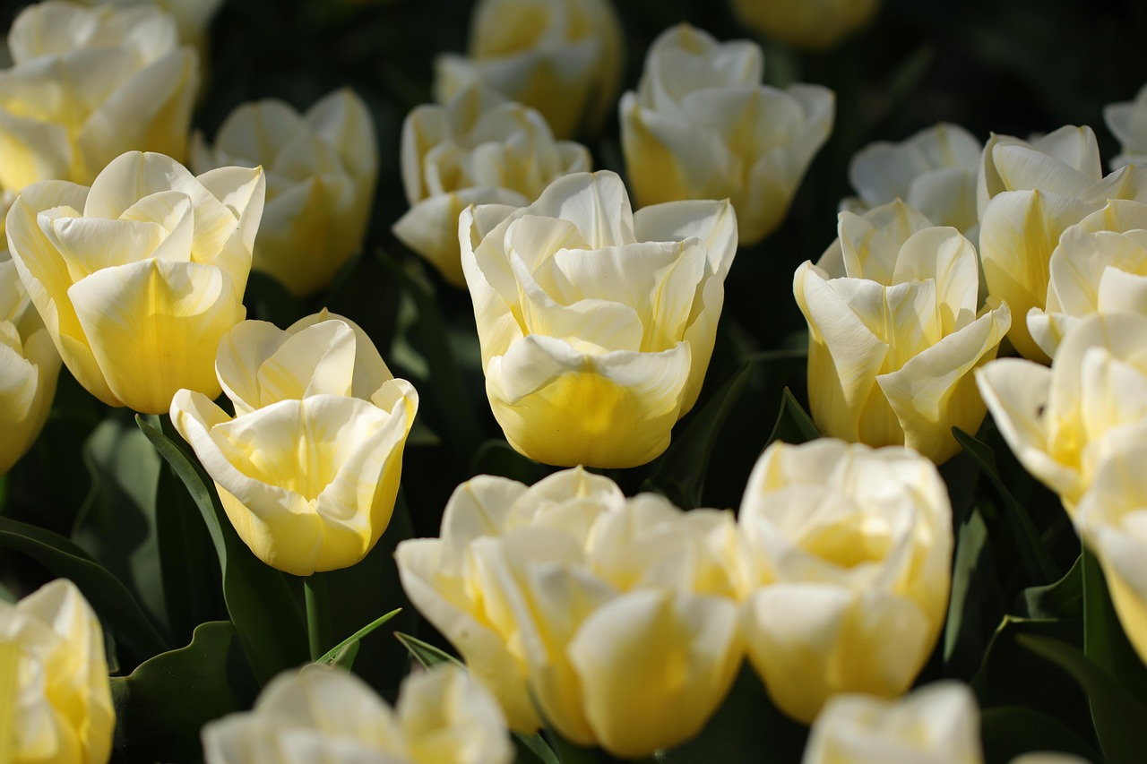 Spring-Flowering Bulbs and the Summer Dormancy Trap (image credits: pixabay)