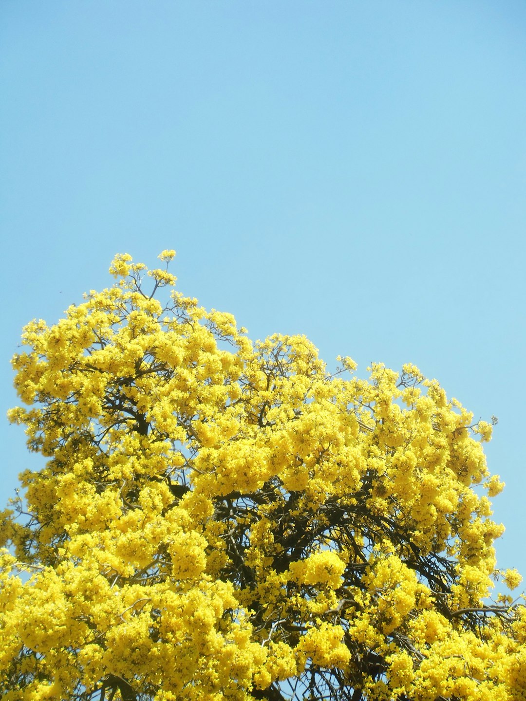 The Mustard Seed - Not What Disney Taught You (image credits: unsplash)