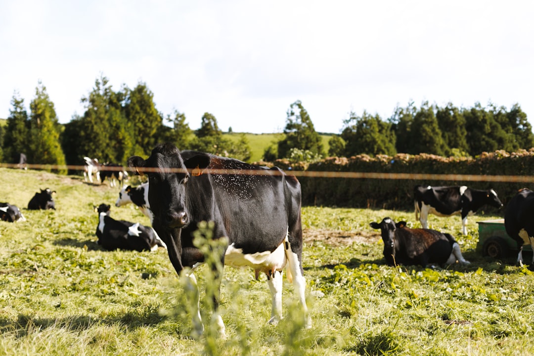 Conservation Reserve Program's Modern Legacy (image credits: unsplash)