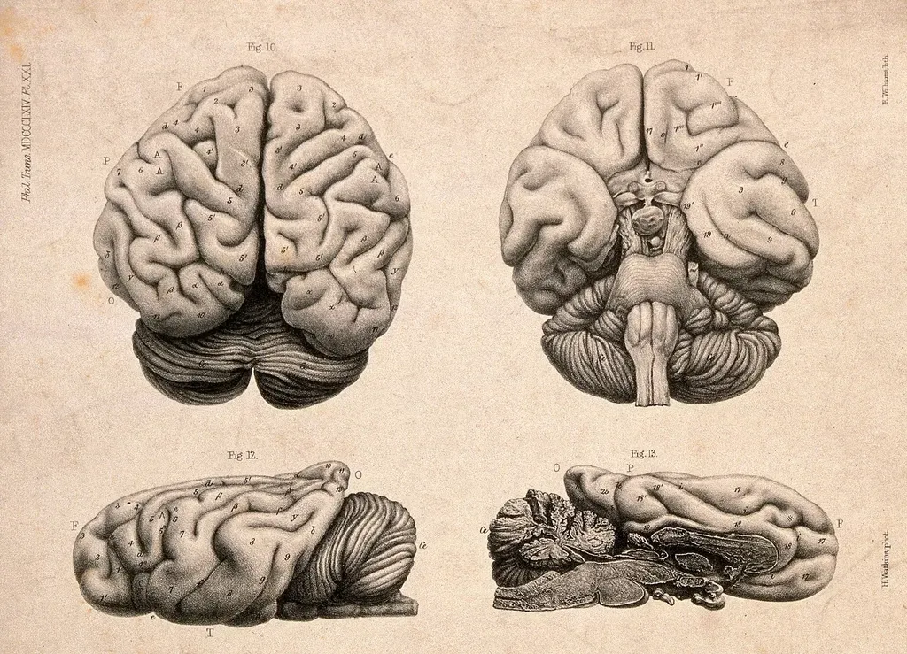 Insights into Aging and Cognitive Health (Image Credits: Rawpixel)